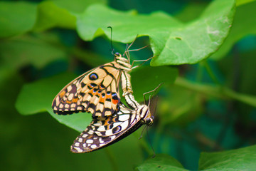 Papillon