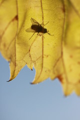 autumn leaves on a background