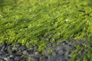 Green moss background