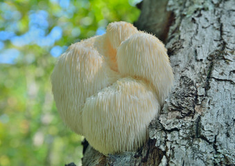Mushroom on tree 7