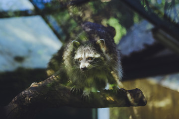 Animal raccoon at the zoo