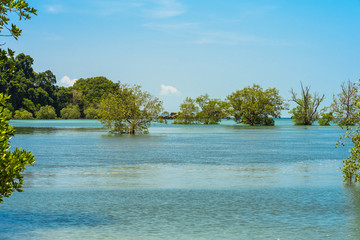 Mangrove swamp while high tide at the buffalo bay on the island Ko Phayam in Thailand