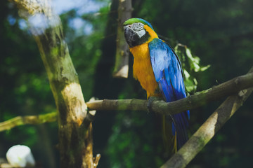 Macaw parrot bird blue yellow