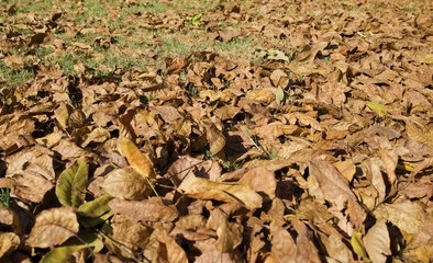 autumn leaves in a beautiful color 