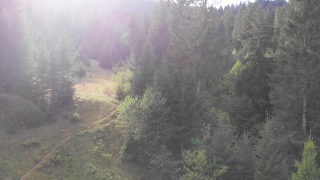 Mountain forest landscape. Shooting trees from a quadrocopter. Beautiful mountain forest.
