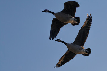 Fliegende Gänse © Marcel