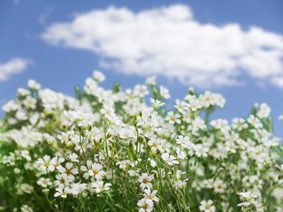 Fototapeta premium Spring.