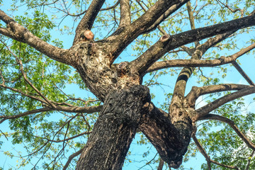 Fototapeta premium Rain tree