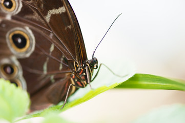 Obraz premium Butterfly close up on a green leaf macrophtography