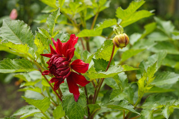 Flowers of red Dahlia (disambiguation). among plants in the garden. Close-up