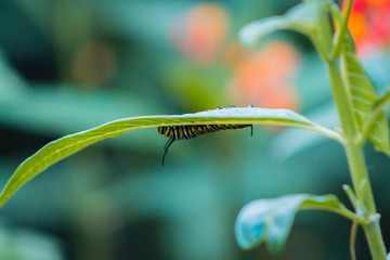 Caterpillar crawling on a leaf of a plant
