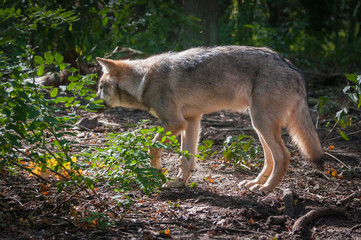 Wolf in the forest