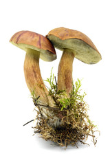 Bay bolete mushroom on isolated white background.