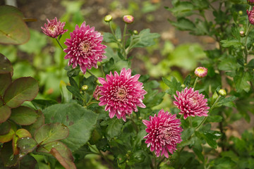 Flowers of Aster Chinese (Callistephus chinensis) among plants in the garden. Small depth of field 