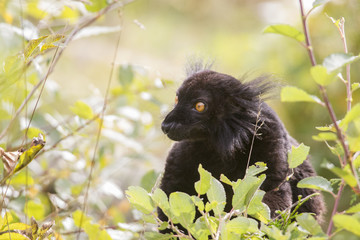 Black Moor-lemur sits in the bushes and eats leaves
