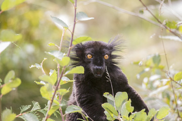 Black Moor-lemur sits in the bushes and eats leaves
