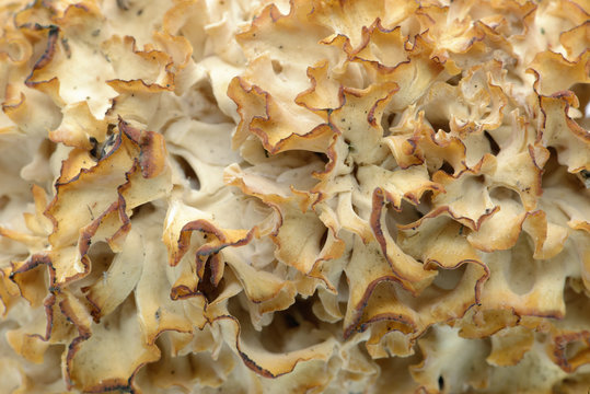 cauliflower fungus (Sparassis crispa) close-up at studio
