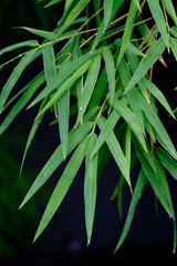 The water on bamboo leaves.