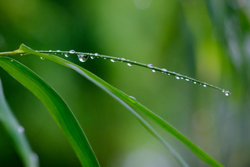 The water on bamboo leaves.