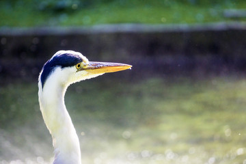 portrait of a grey heron