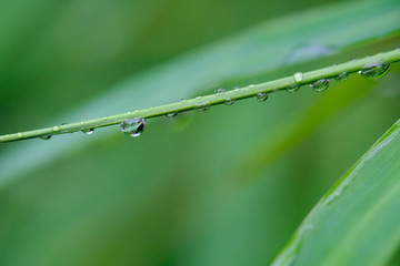 The water on bamboo leaves.