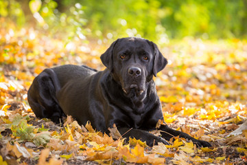 black labrador retriever lying down on autumn forest