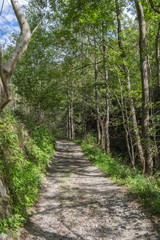 Fototapeta na wymiar Beautiful path in the forest. Spain