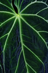 Anthurium magnificum