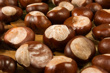 image of chestnuts in autumn closeup