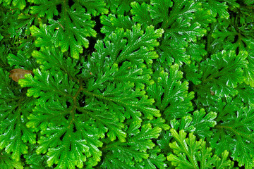 Leaves of Selaginella martensii