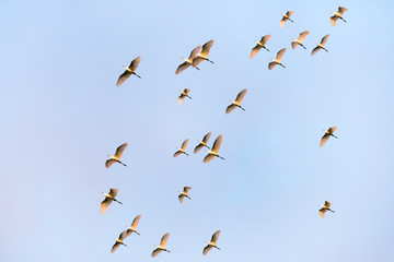 Flock of Egrets