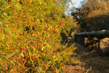 Red fruits on the bush