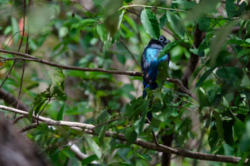 Black-headed Trogon (Trogon melanocephalus) in Palo Verde National Park, Costa Rica