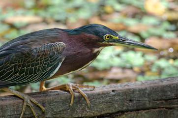 Green Heron (Butorides virescens) in Palo Verde National Park, Costa Rica