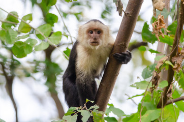 White-headed Capuchin (Cebus capucinus) in Palo Verde National Park, Costa Rica