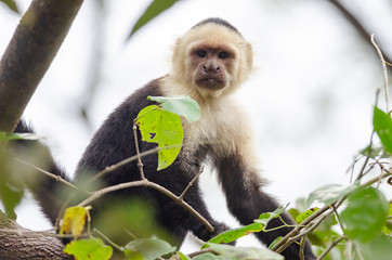 White-headed Capuchin (Cebus capucinus) in Palo Verde National Park, Costa Rica