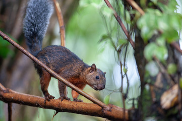 Variegated squirrel (Sciurus variegatoides) near Sarapiqui river, Costa Rica