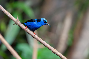 Red-legged Honeycreeper (Cyanerpes cyaneus) near Sarapiqui river, Costa Rica