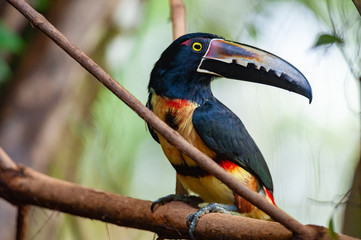 Collared Aracari (Pteroglossus torquatus) in Puerto Viejo de Sarapiqui, Costa Rica