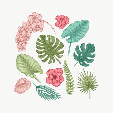Clored exotic flowers and leaves collection. Design kit. Botanical vintage illustration. Vector illustration