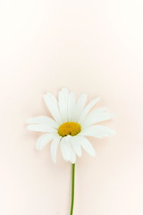 Flowers background. One daisy flower on pale beige background. Minimalism. Top view, copy space
