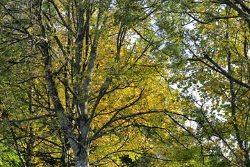 Yellow and green leaves