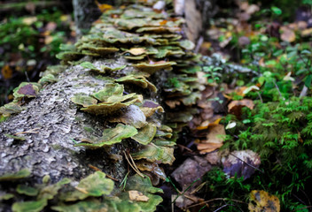 trametes versicolor, also known as coriolus versicolor and polyporus versicolor mushroom
