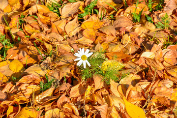 White daisy alone grows among green grass and fallen yellow foliage