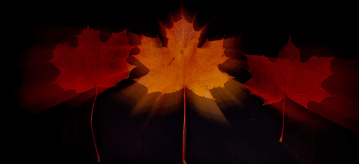 autumn leaves abstract