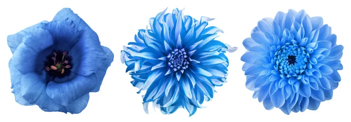 Poster Blue chrysanthemum flowers collection heads isolated on white background. © Tryfonov