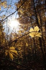 autumn in the forest