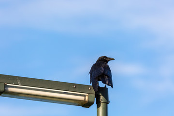 Crow on lamp