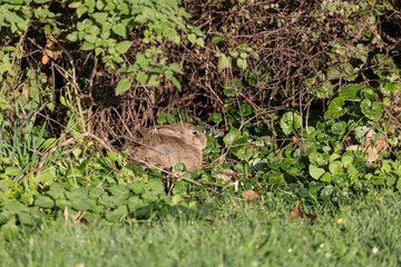 Rabbit in the bush
