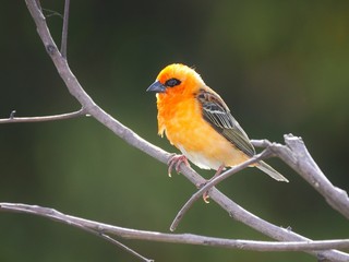 Red Fody bird perching on tree branch
